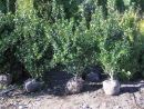 Ilex meserveae 'Blue Prince'-R-